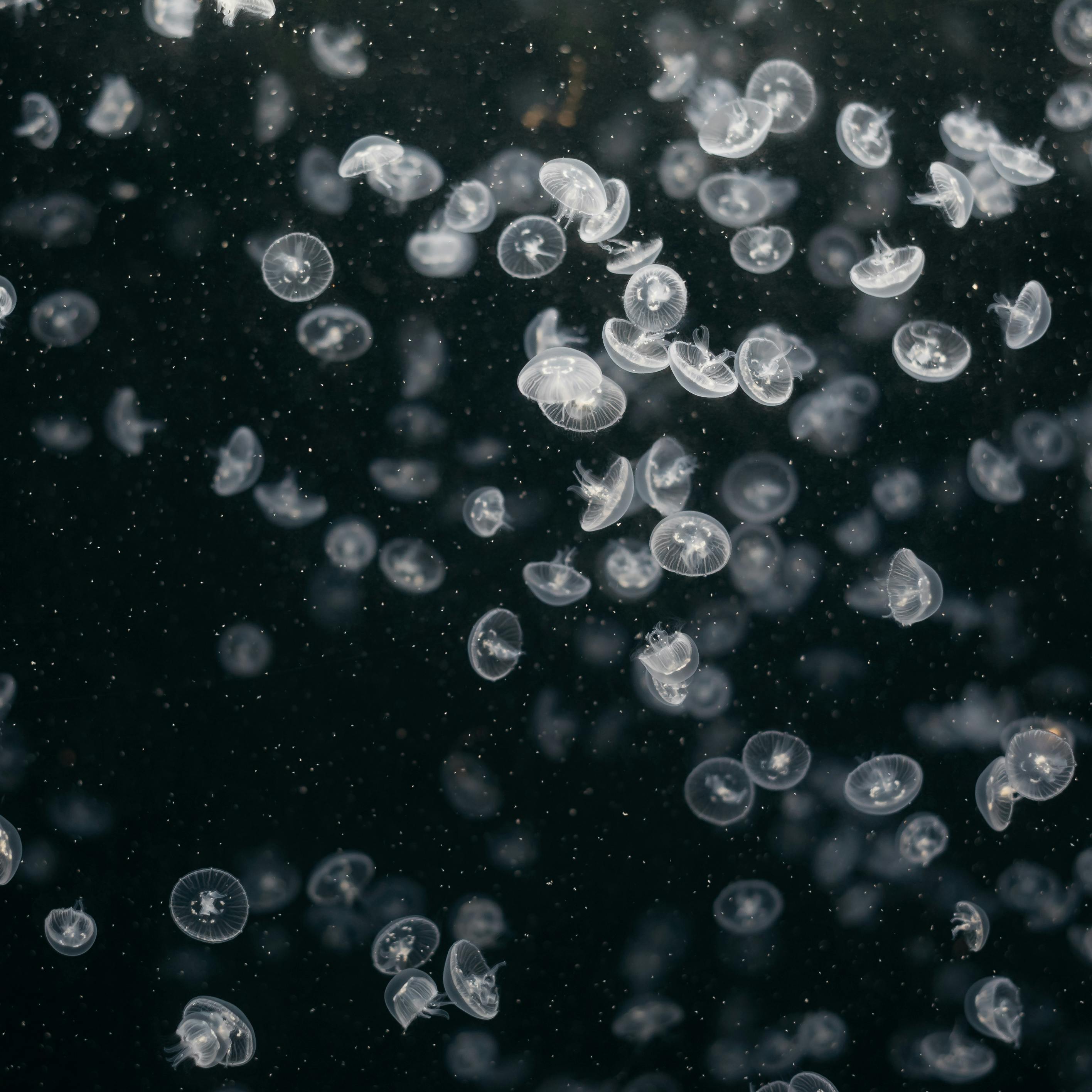 Mesmerizing Jellyfish Swarm in Dark Ocean 