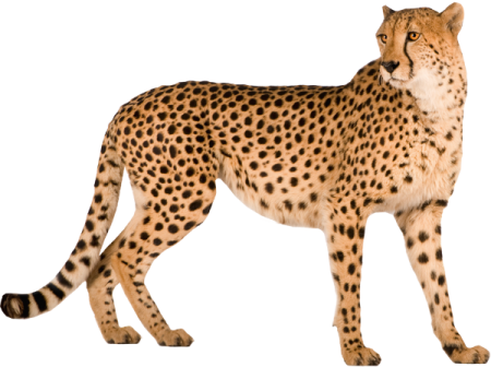 Elegant Cheetah Standing