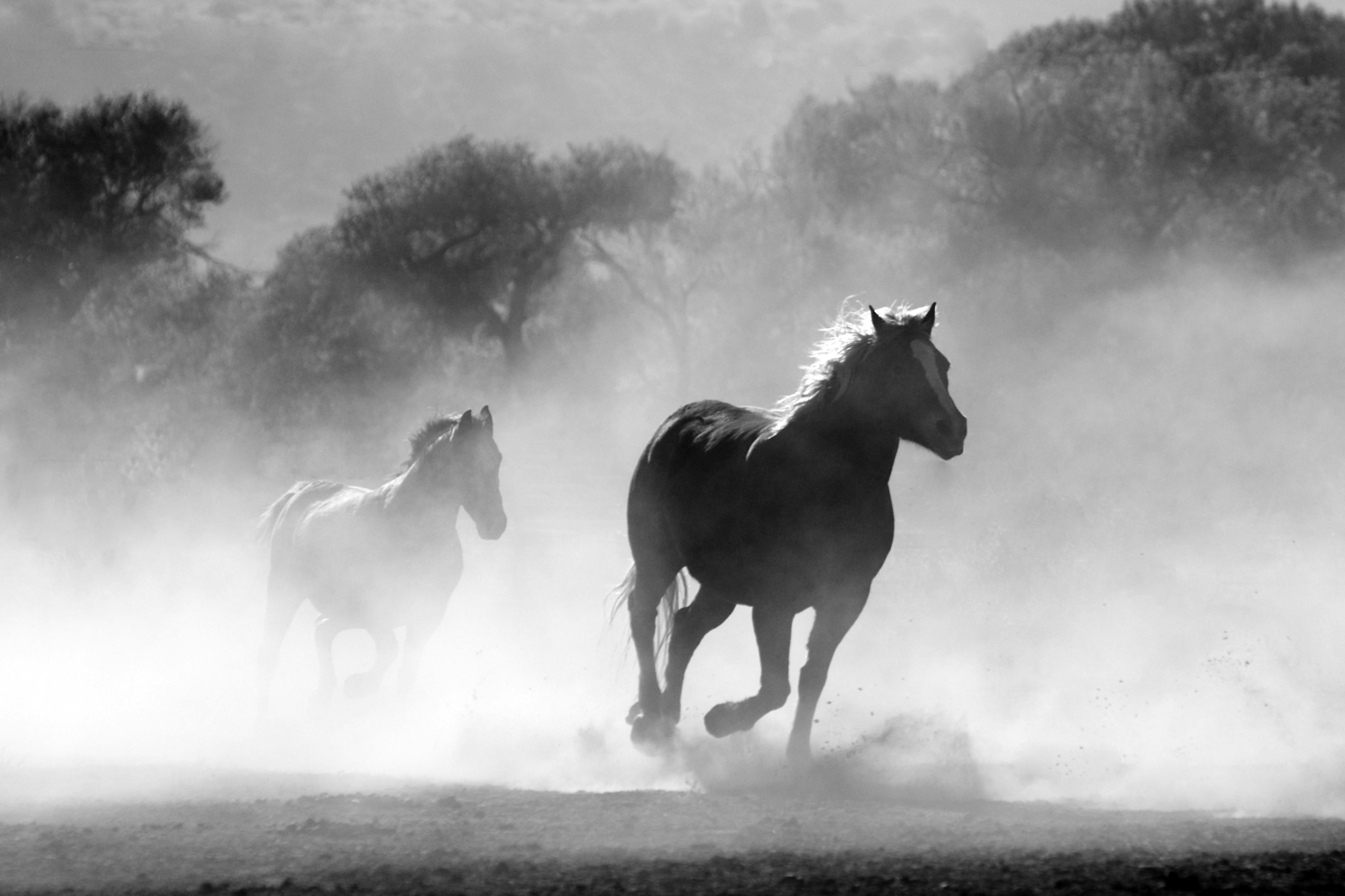 Wild Horses Running in Dust