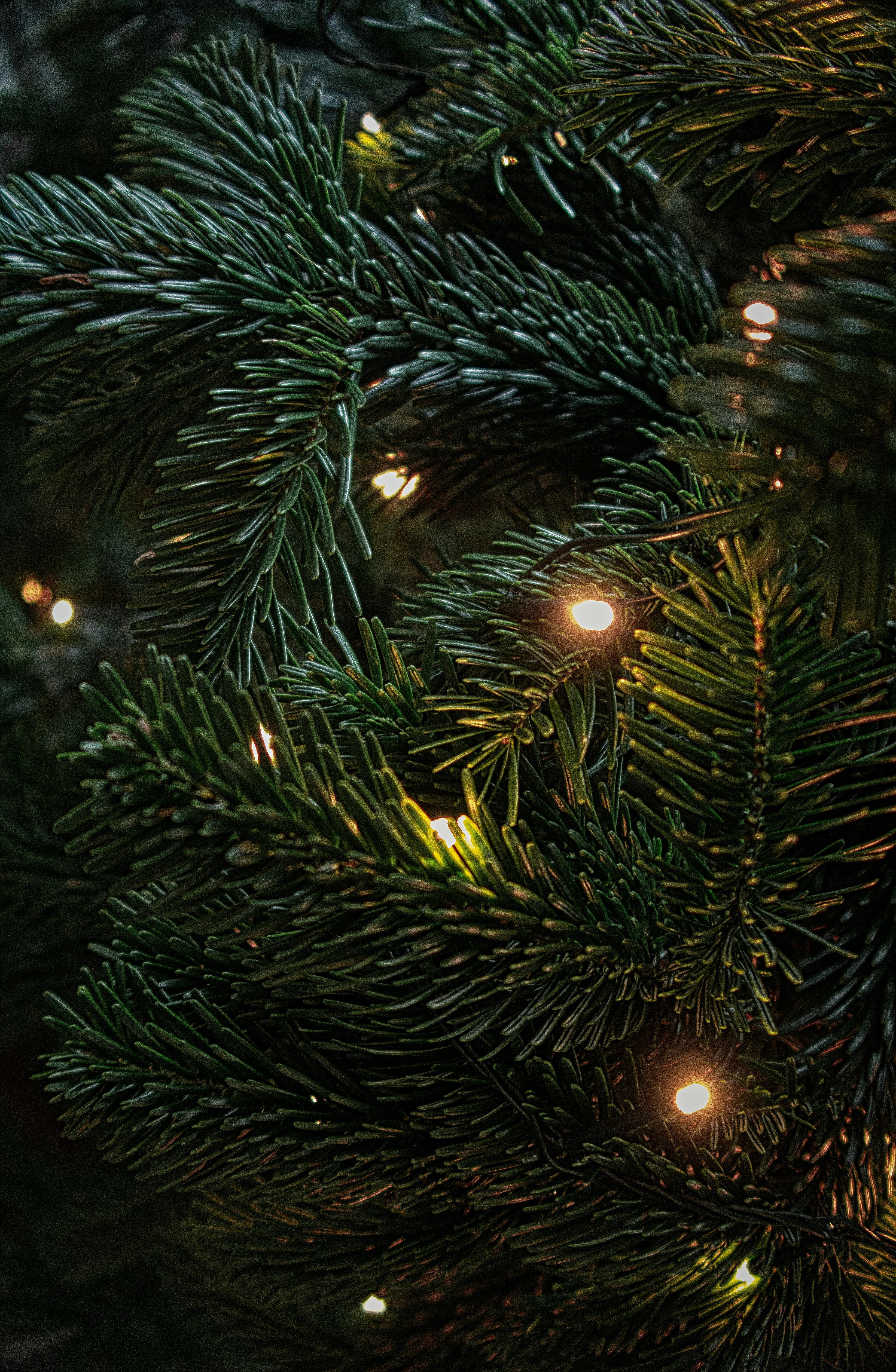 Christmas Tree Branches with Lights