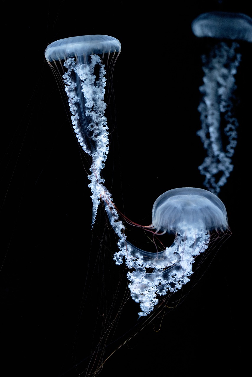 Mesmerizing Jellyfish Photography