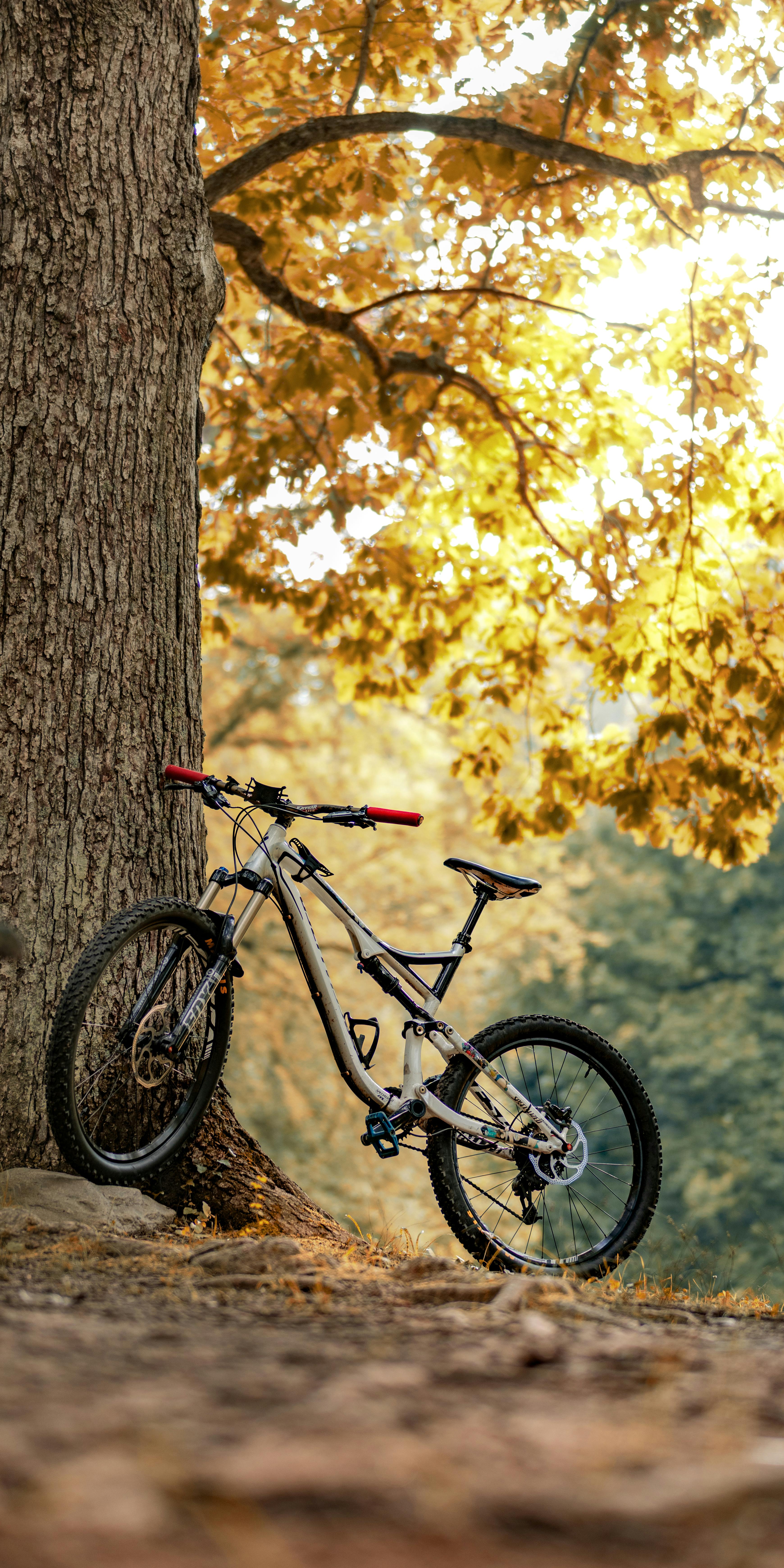 Mountain Bike in Autumn Forest
