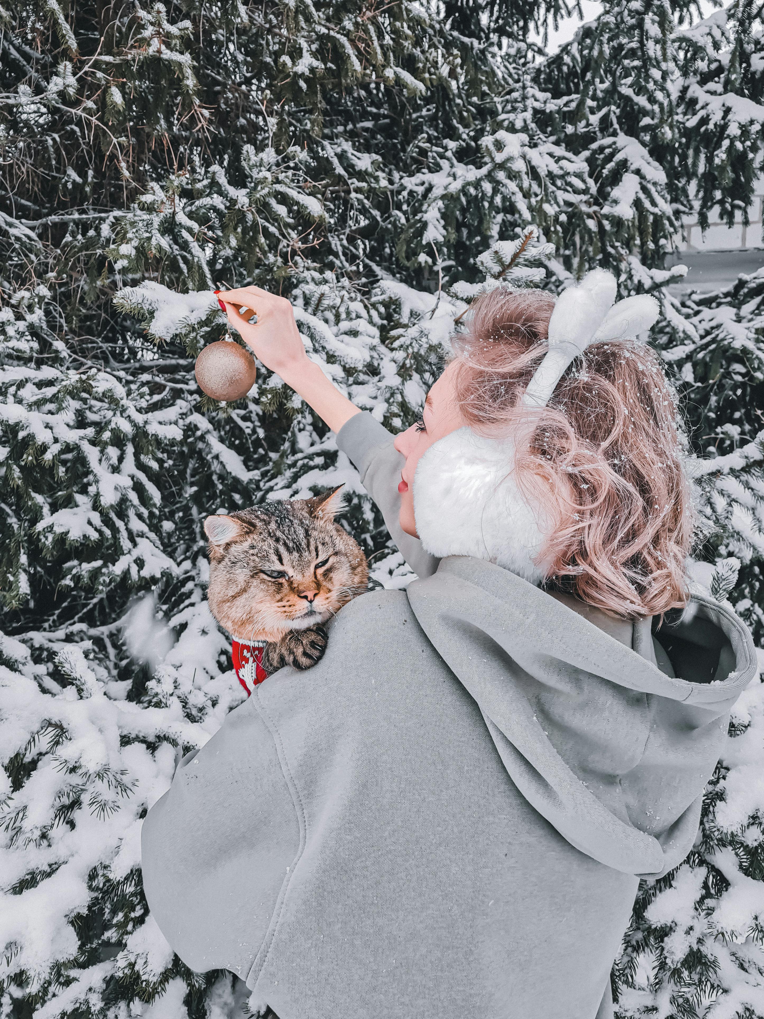 Winter Christmas Cat Photo 