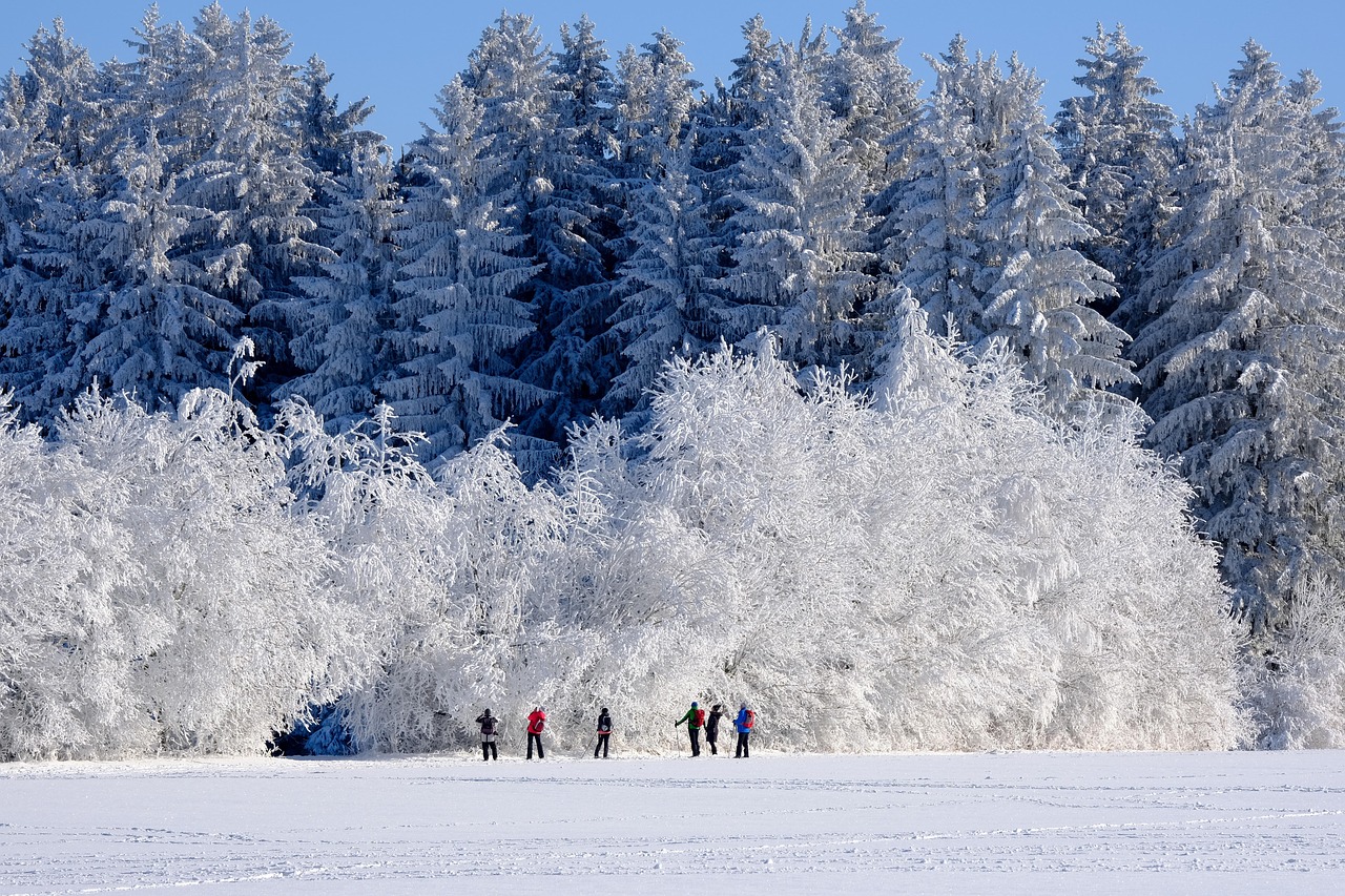 Winter Wonderland Snowy Forest